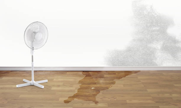 Best Local water damage restoration  in London, CA